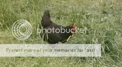 Patured chicken from Natures Acres, Berlin Ohio, one of Manna Storehouses suppliers