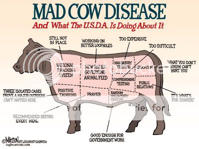 Is it only the cow thats mad?